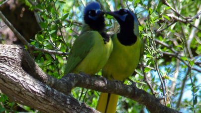 Green Jays at Bentsen State Park